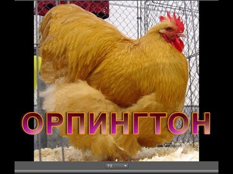 Порода орпингтон - описание породы | мой уютный дом
