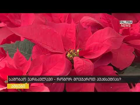 საშობაო ვარსკვლავი - როგორ მოვუაროთ პუანსეტიას