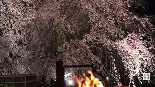 2年ぶり「祇園の夜桜」満開　枝垂れ桜ライトアップ　京都・円山公園