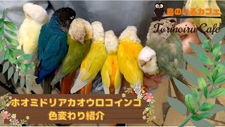 【鳥のいるカフェ千駄木店】ホオミドリアカオウロコインコの色変わりのご紹介✨