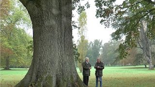 ARBRE VÉNÉRABLE : LE PLUS VIEUX CHÊNE DU PARC DE VERSAILLES