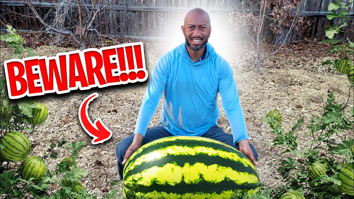 6 Common Watermelon Growing Mistakes