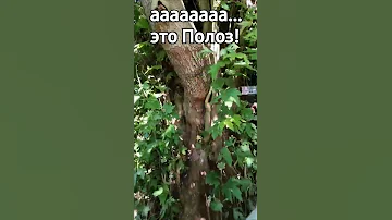 Змея и Самурский лес в Дагестане🔥