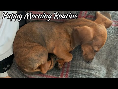 Mini dachshund puppy's morning routine