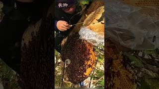 Collecting Natural Beehive from a Tree 🍯🐝 | Real Traditional Honey Harvest #honey #bee #honeycomb