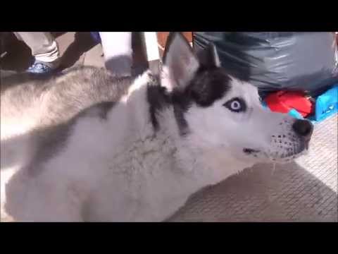 Siberian Husky having epileptic seizure 