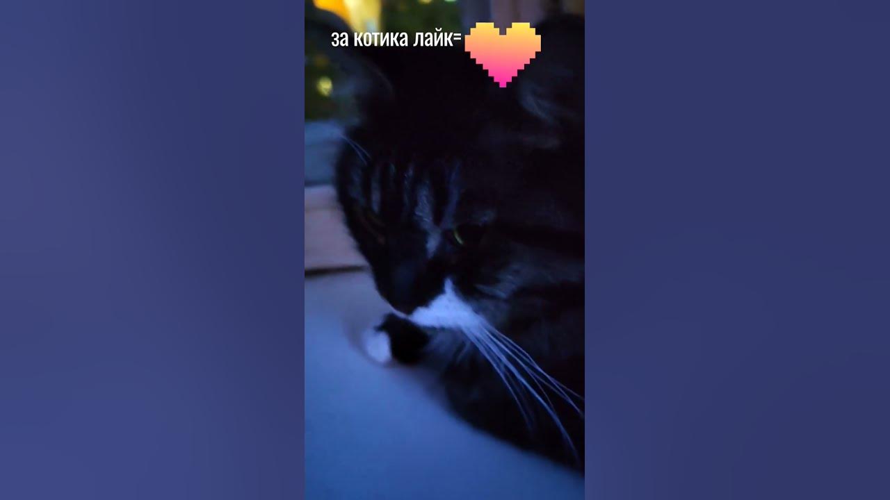 котик 😻 - YouTube