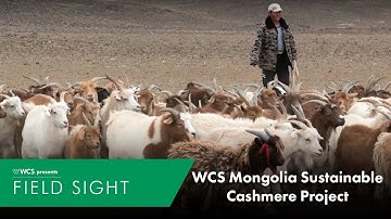 WCS Mongolia Sustainable Cashmere Project