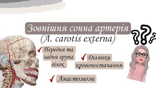 Зовнішня сонна артерія. Передня та задня групи гілок. Топографія, ділянки кровопостачання.Анастомози