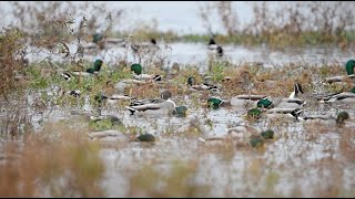 Waterfowl Management - No Silver Bullet