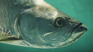 Best Fishing Lures For BIG Tarpon