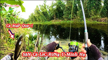 Săn cá lóc đen rừng u minh hạ || cá lóc đen mập ú nhìn rất ngon || Du phan fishing