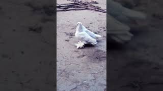 White Porpon, #Romantic #fancy pigeon #astralian_porpon #birds_lover #pigeon #animal_lover
