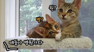 아기고양이 뚜리뚜바 3차 예방접종과 진료, 그리고 성별확인 (뚜버지의 운명은?)