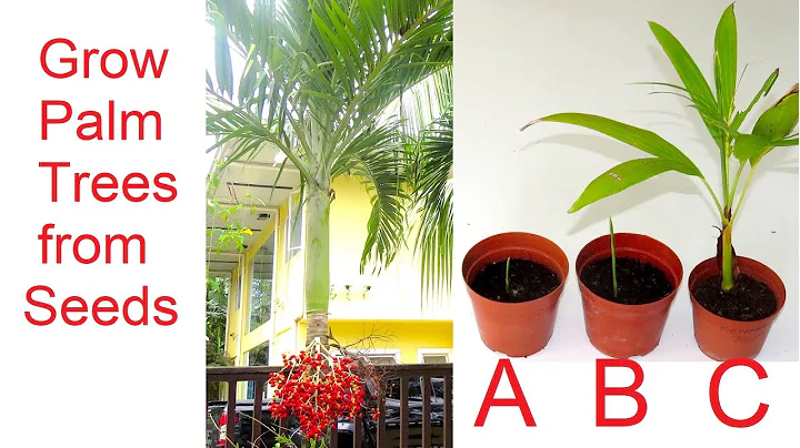 How to grow Palm Trees from Seed
