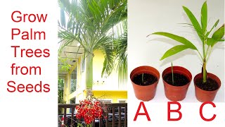 How to grow Palm Trees from Seed