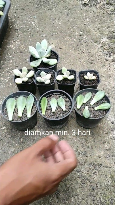 Cara budidaya sukulen dari daun || Succulent propagations #sukulen #aridzona #succulentpropagation