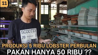 Produksi 5 Ribu Lobster Perbulan, Pakan Hanya 50 Ribu ??