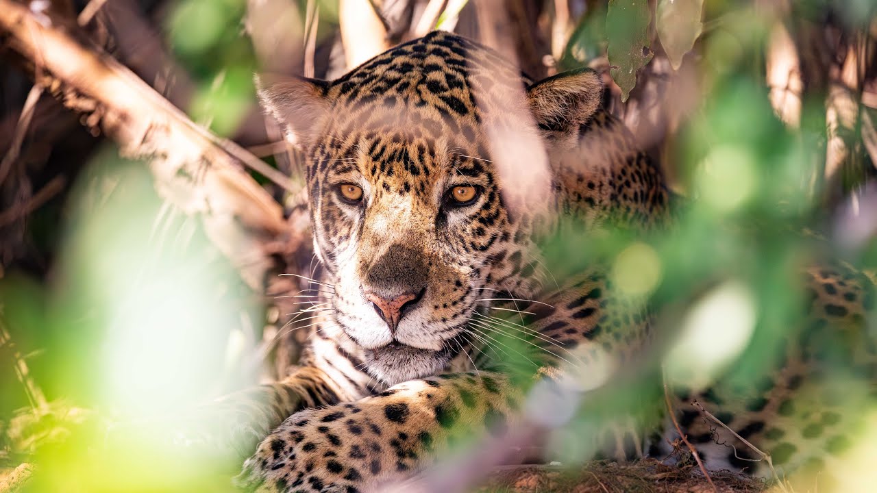 Im Pantanal – die Suche nach dem Jaguar