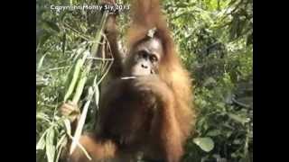 Orangutan Style