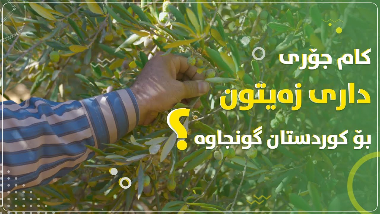 کام جۆری داری زەیتون بۆ کوردستان گونجاوە؟