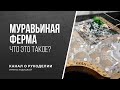 Муравьиная ферма. Что это и зачем