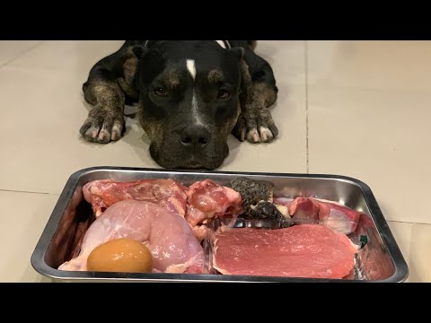 ♠️?Oliang The Pit Bull eats??Beef Top Side Steak?Chicken Carcass [ASMR] MUKBANG 犬が生の肉を食べる[咀嚼音]