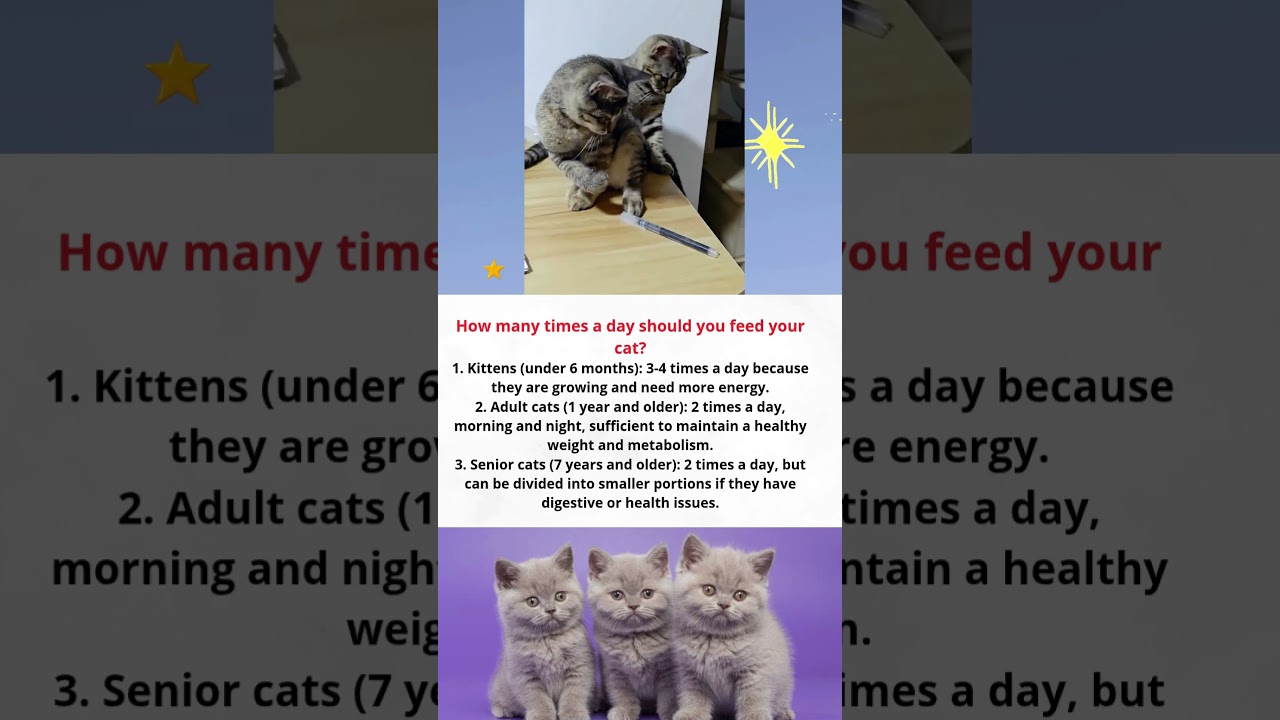 How Many Times Should You Feed a Cat: Expert Tips for Healthy Cats