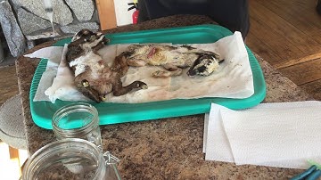 Goat kid wet specimens