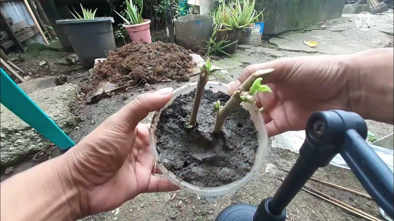 HOW TO PROPAGATE A MULBERRY TREE IN EASY WAY. YouTube