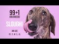 Sloughi / 99+1 Dog Breeds の動画、YouTube動画。