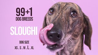 Sloughi / 99+1 Dog Breeds