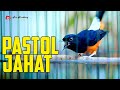 PASTOL JAHAT !! Bikin murai lain tak bisa diam langsung ikut ngeplong | shama bird