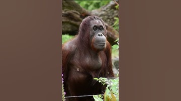 Orangutan Queen Sari on the Podium!#shorts#orangutans#funnyvideo#funnyanimals