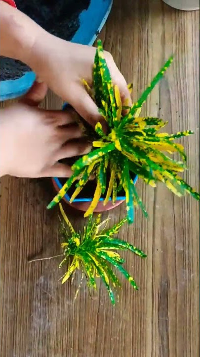 Propagation of Croton Plant #exoticplants #propagation #plantcare #croton #plant #organicfertilizer