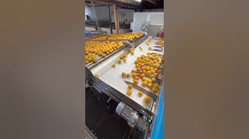 Automated grapefruit wash line grader in-feed @packlinetech @tomra #agriculturetechnology