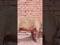 Dog Ability Training@ 29