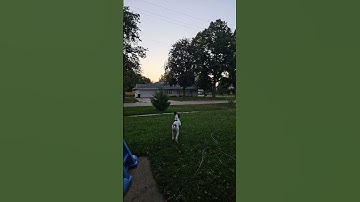 Training retrieve with German short hair #shorts