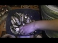 Наша рыбка-беломорка!!! Очень вкусная))Our fish-Belomoro!!! Very tasty))