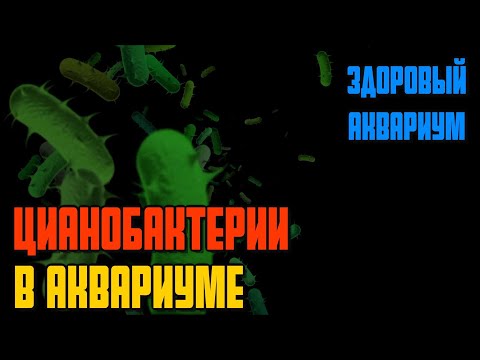 Почему водоросли в аквариуме | Цианобактерии в аквариуме | Сине-зеленые водоросли