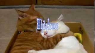 whitearmor - Divine Mercy