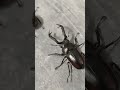 野生ディディエールシカクワガタが発見 雲頂大鹿角鍬形蟲 (Didieri Stag-beetle) #昆虫 #昆虫採集 #ムシキング