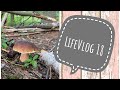 LifeVlog 18 . Очень домашний влог . Выращиваем грибы .