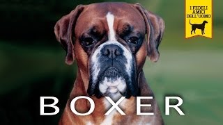 BOXER trailer documentario (razza canina)