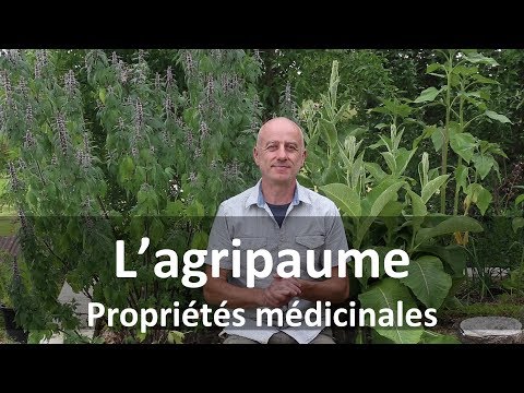 Vidéo: Agripaume Varifolia