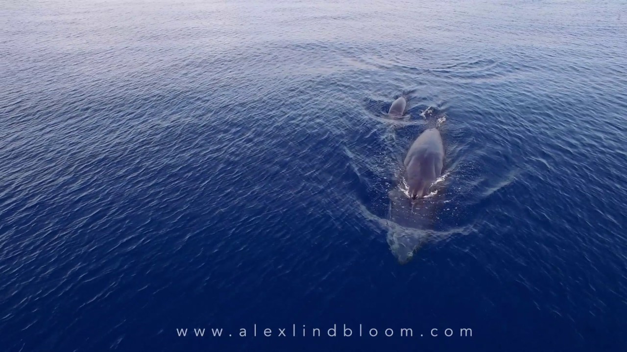 RARE FOOTAGE: Omura's Whale Feeding in Raja Ampat November 2016 1080p