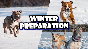 How to PREPARE your Pit bull for Winter!