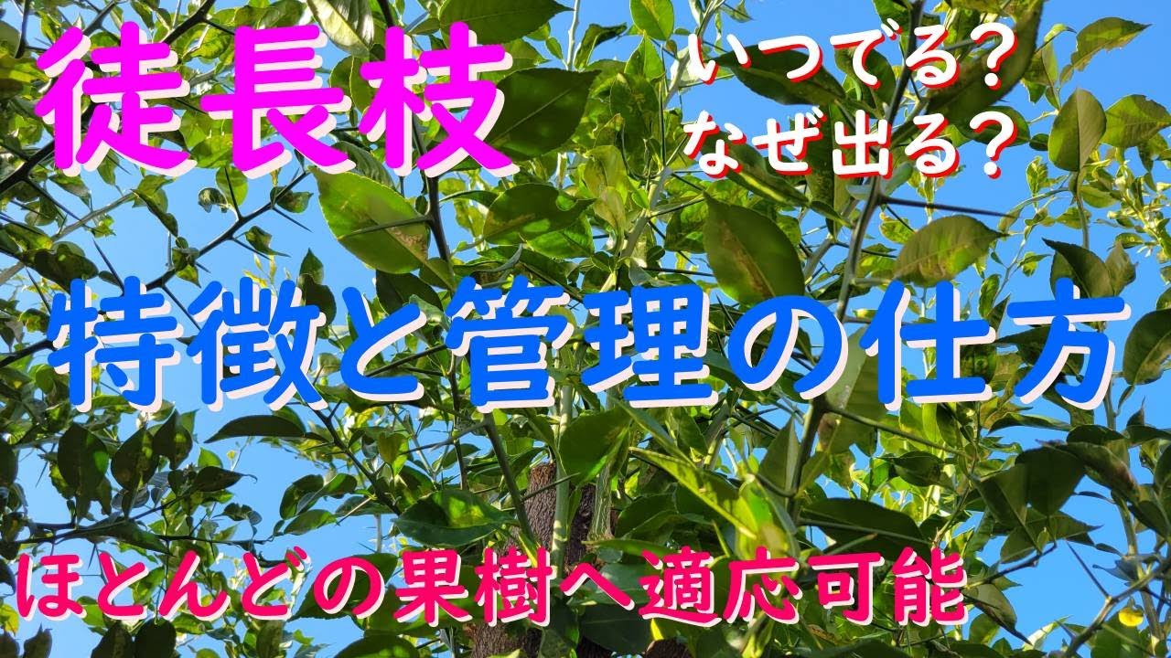 ほとんどの果樹に適応できる徒長枝の特徴と管理の仕方 - YouTube
