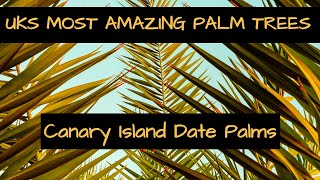 UKs Most Amazing Palm trees:  Canary Island Date Palms