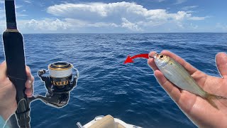 Offshore Fishing With Live Baitbig Snapper